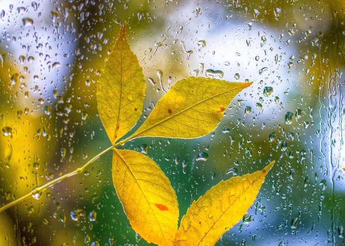 Nature Artwork