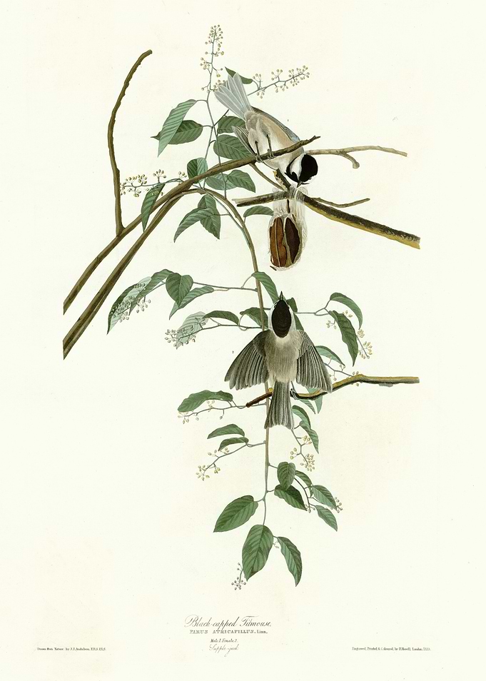 Black capped Titmouse