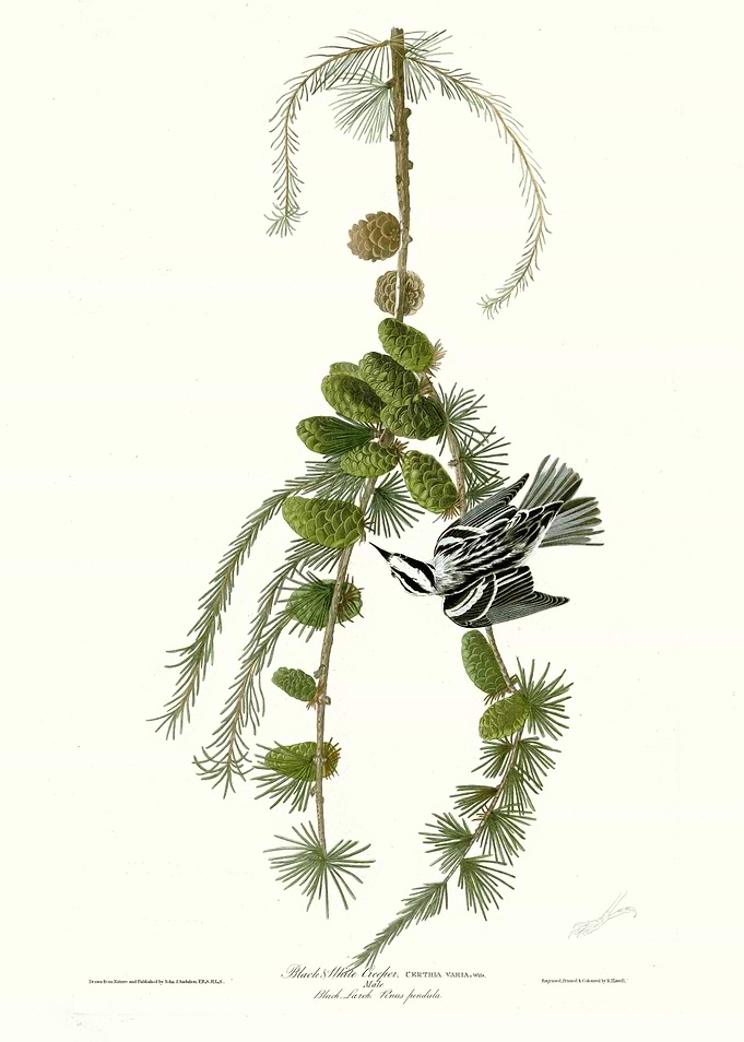 Black White Creeper
