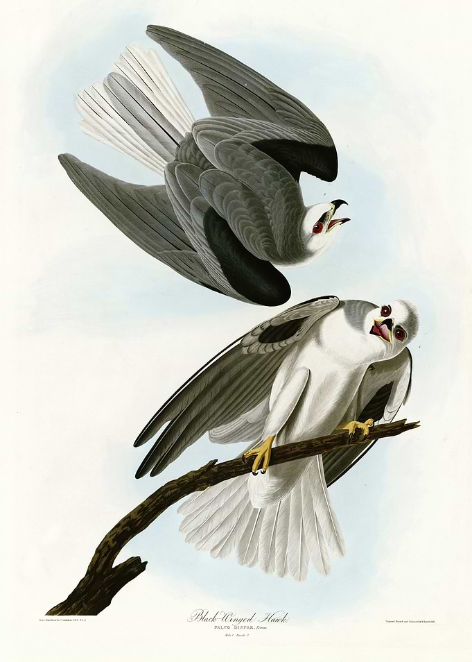 Black Winged Hawk