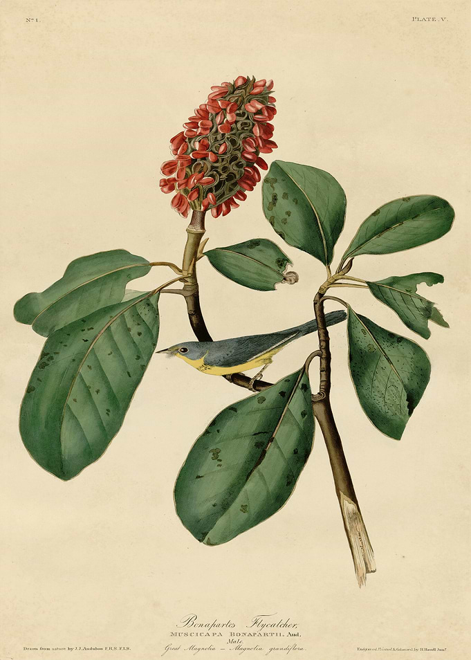 Bonapartes Flycatcher