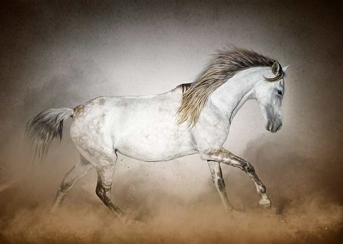 Paso Fino with Texture