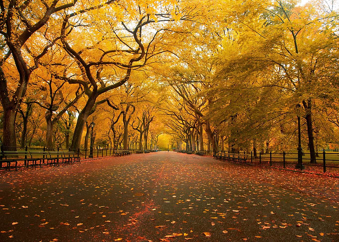Park Landscape