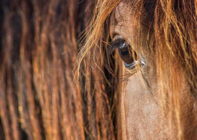 Horse Eye