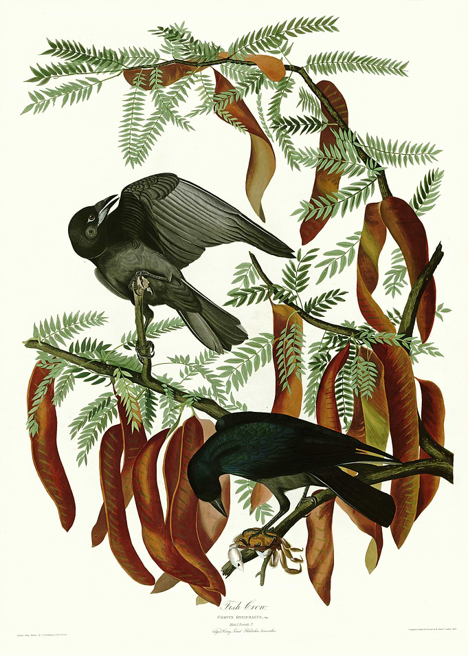 Fish Crow