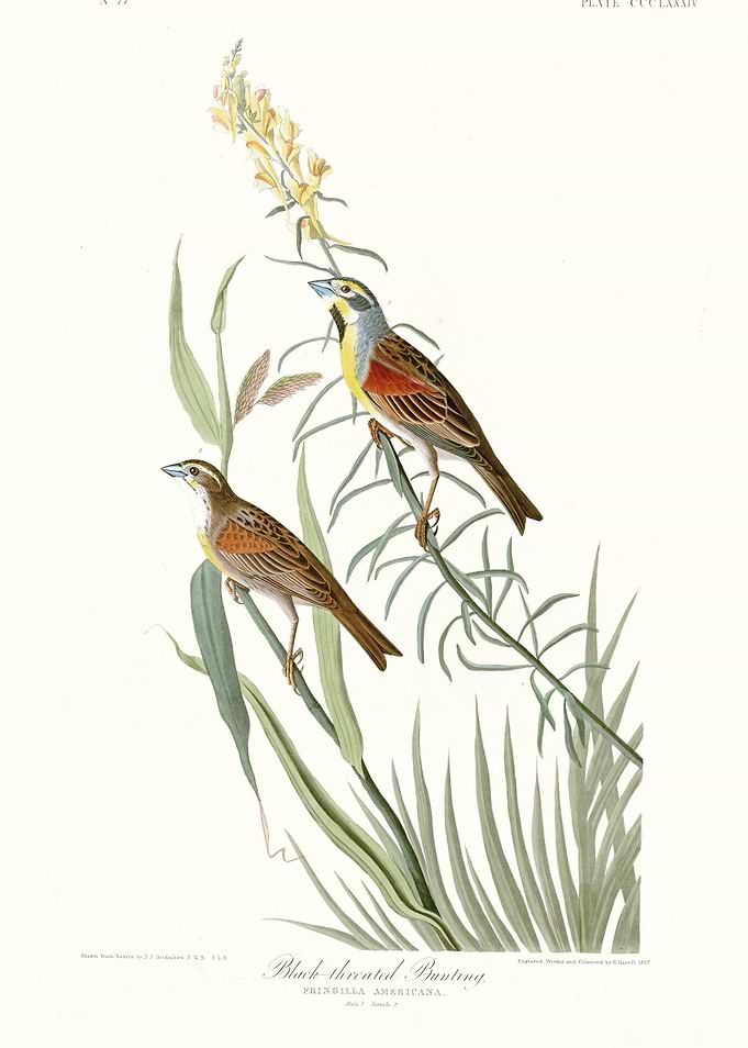 Black Throated Bunting