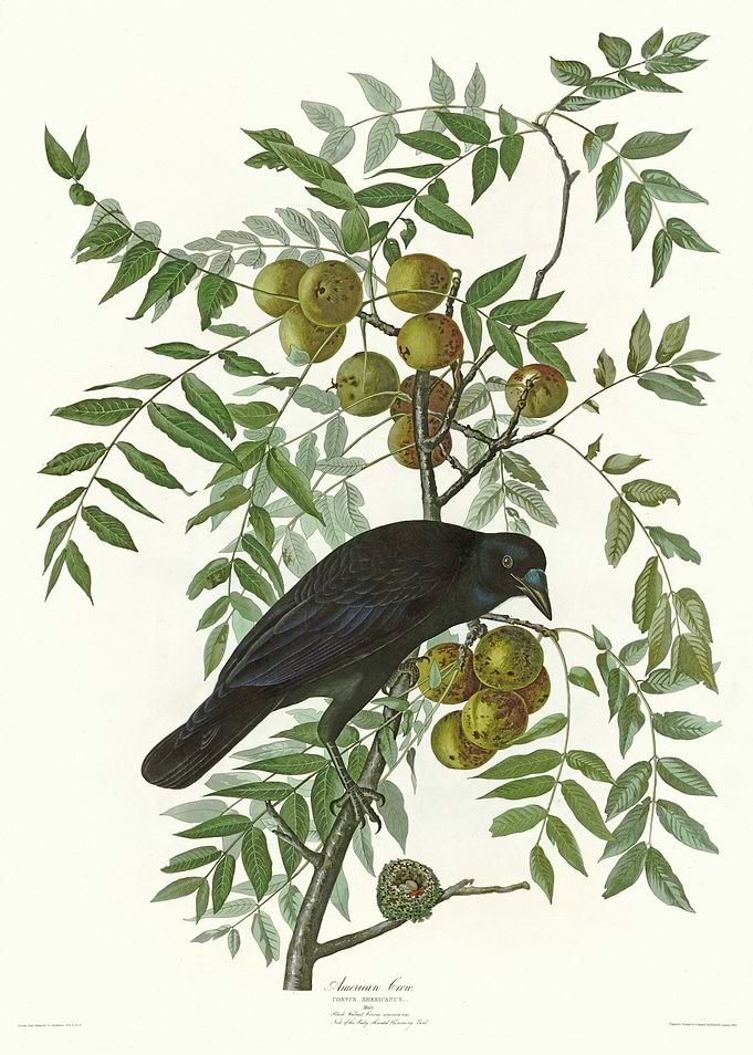 American Crow