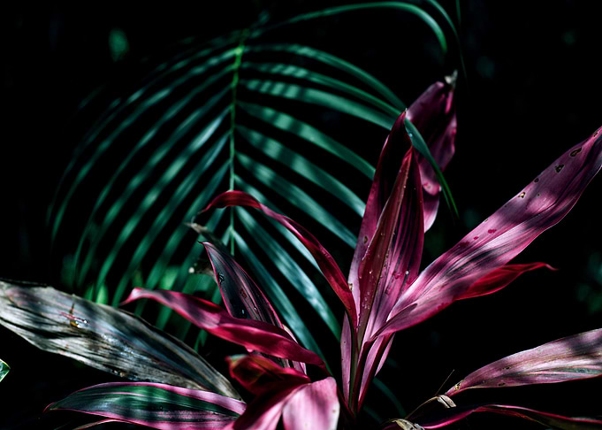 botanical garden