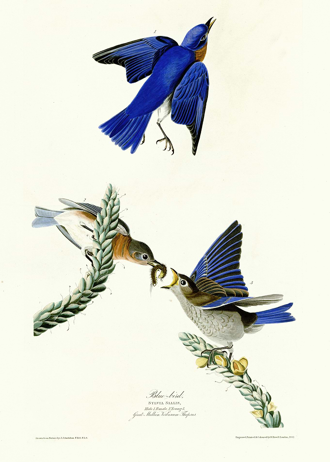 Blue bird