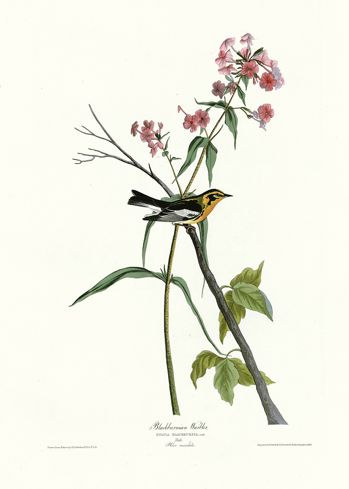 Black throated Blue Warbl