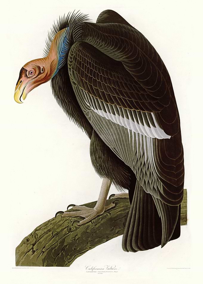 Californian Vulture
