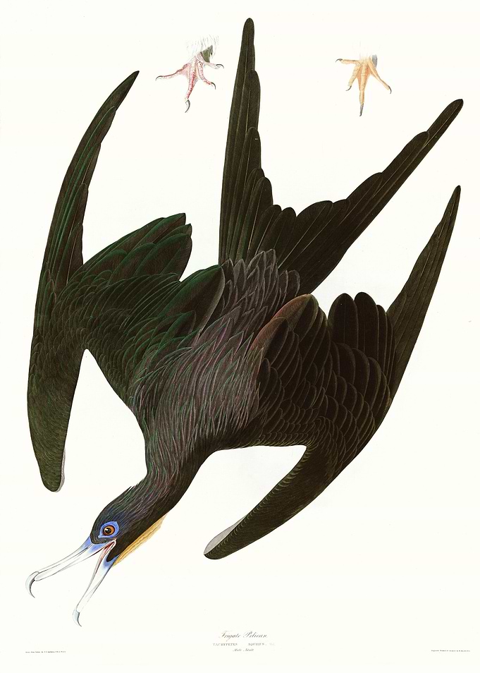 Frigate Pelican