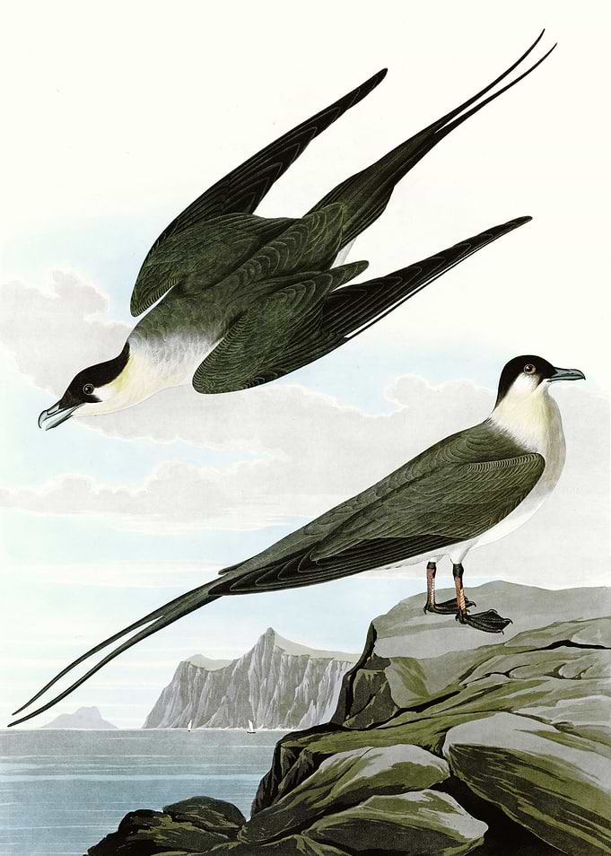 Arctic Yager
