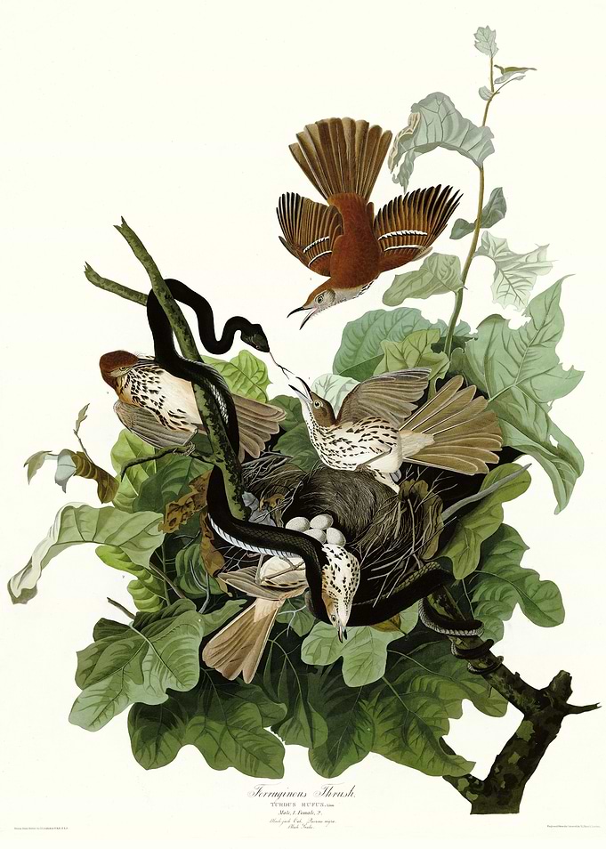 Ferruginous Thrush