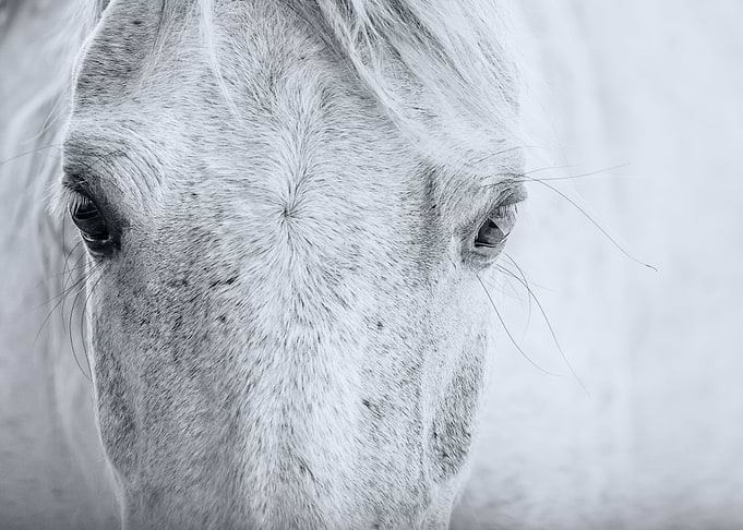 Horse Eyes