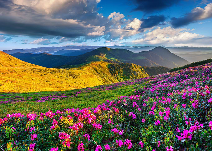 Mountain flowers