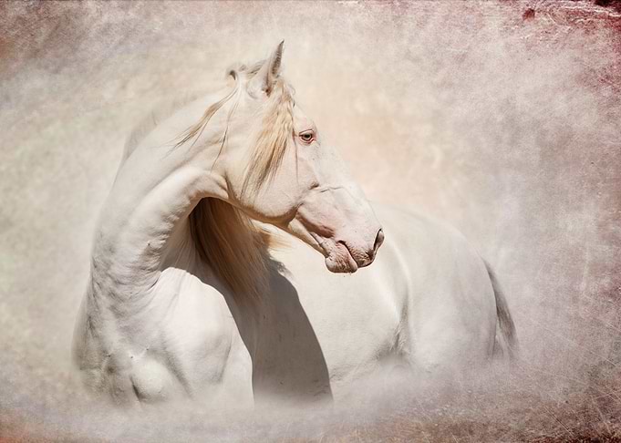 Cremello Andalusian