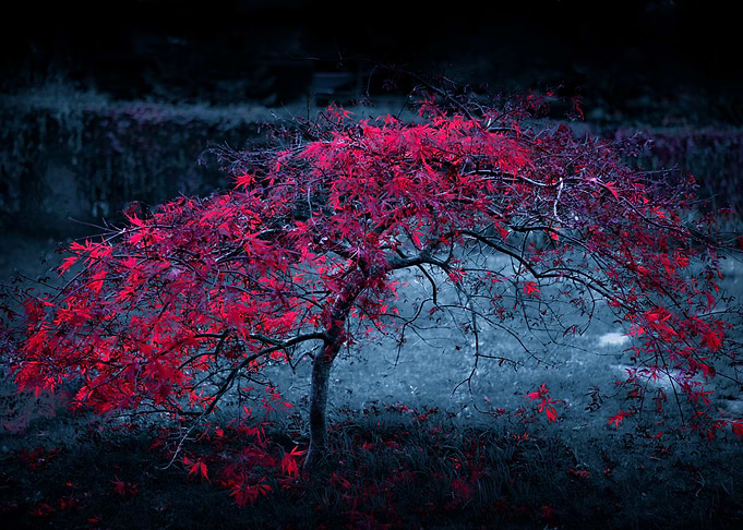 Forest artwork