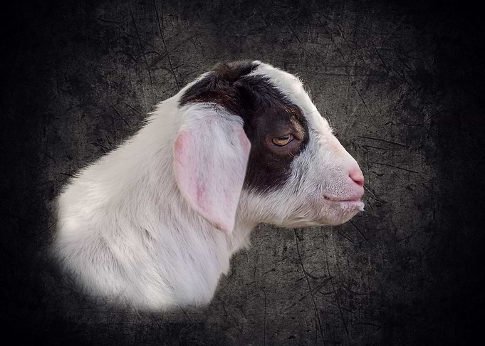 Baby Goat Oscar