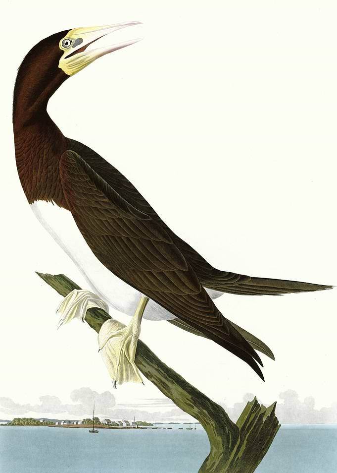 Booby Gannet