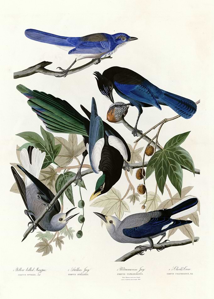 I Yellow billed Magpie