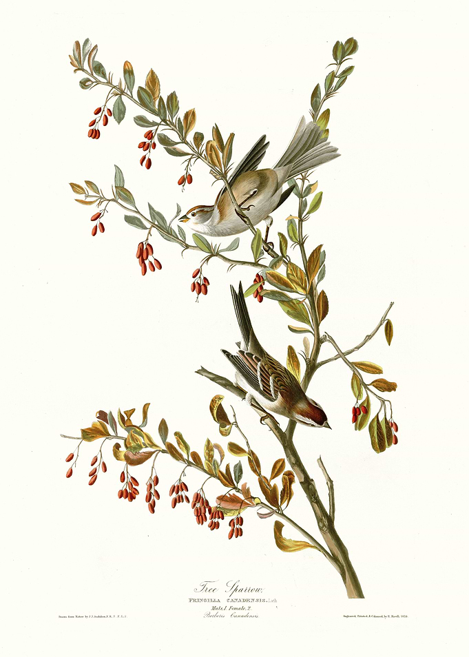 Tree Sparrow