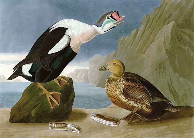 King Duck