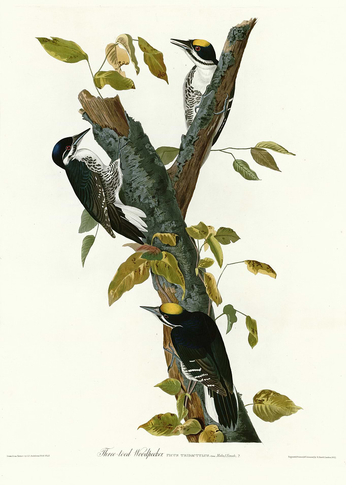Three toed Woodpecker