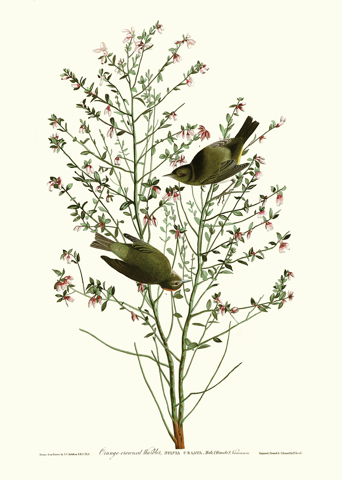 Orange crowned Warbler
