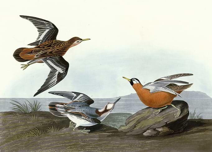 Red Phalarope