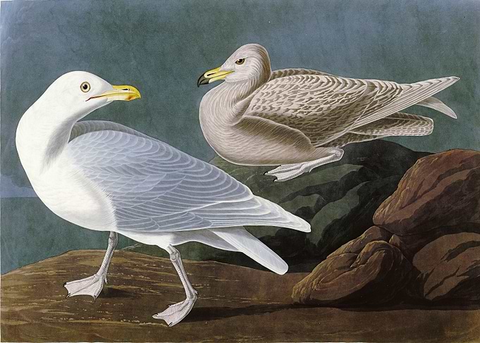 Burgomaster Gull