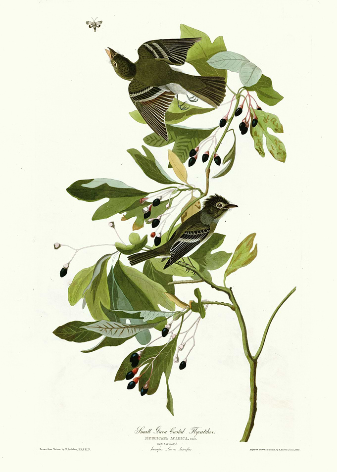 Small Green Crested Flyca