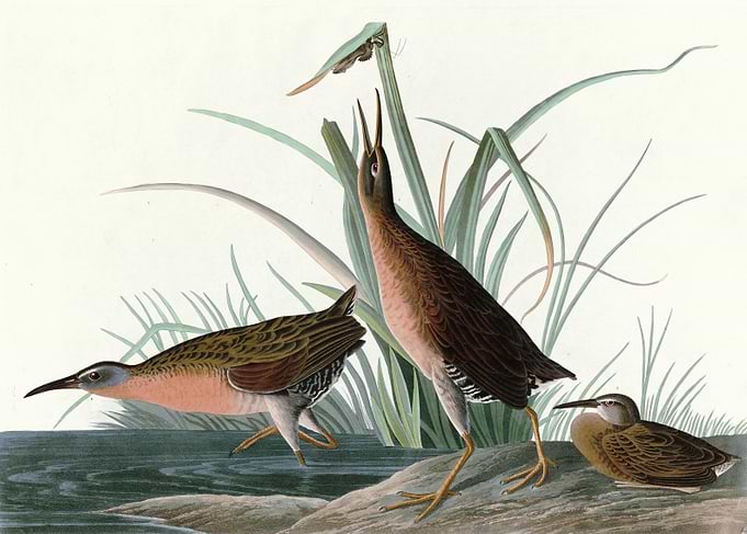 Virginia Rail
