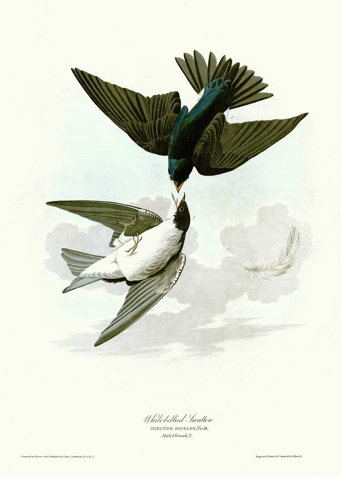 White bellied Swallow