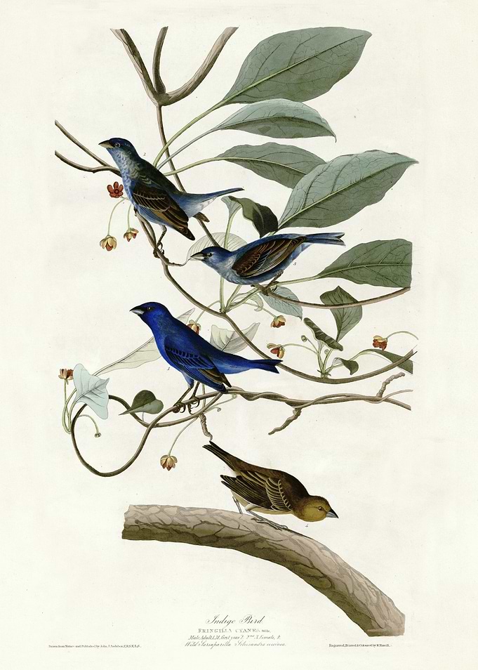 Indigo Bird