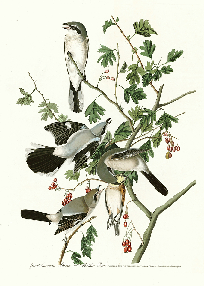 Great American Shrike or