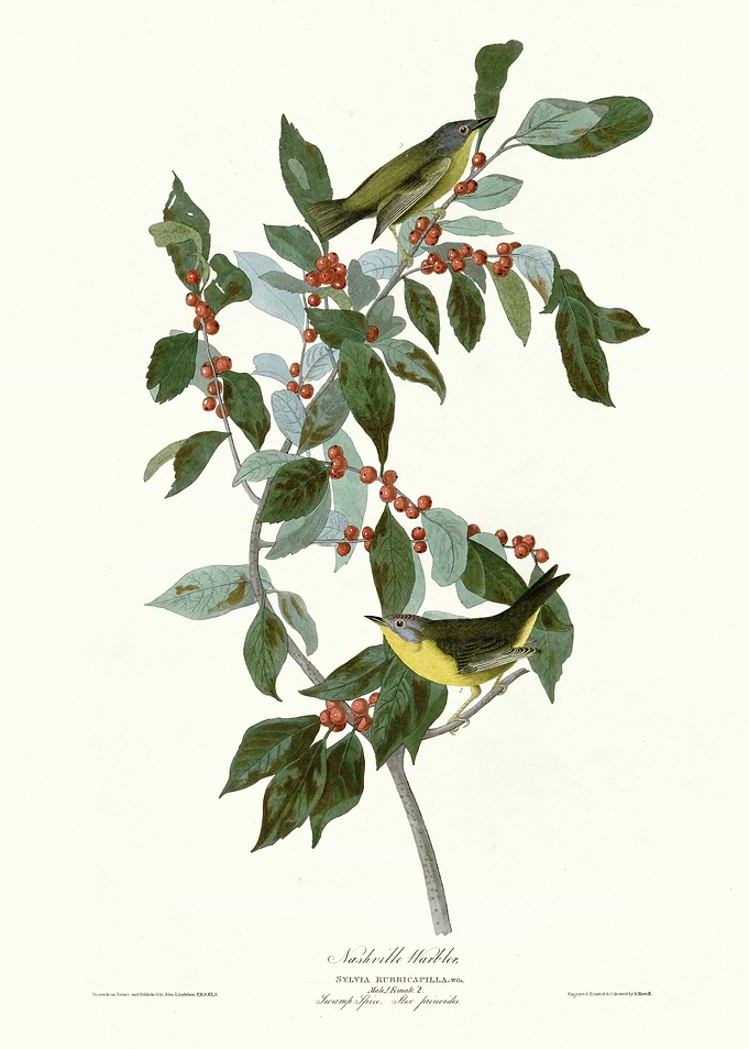 Nashville Warbler