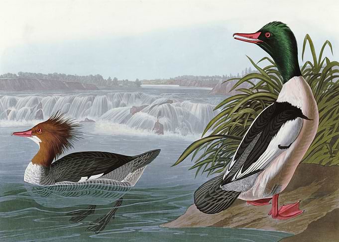 Goosander