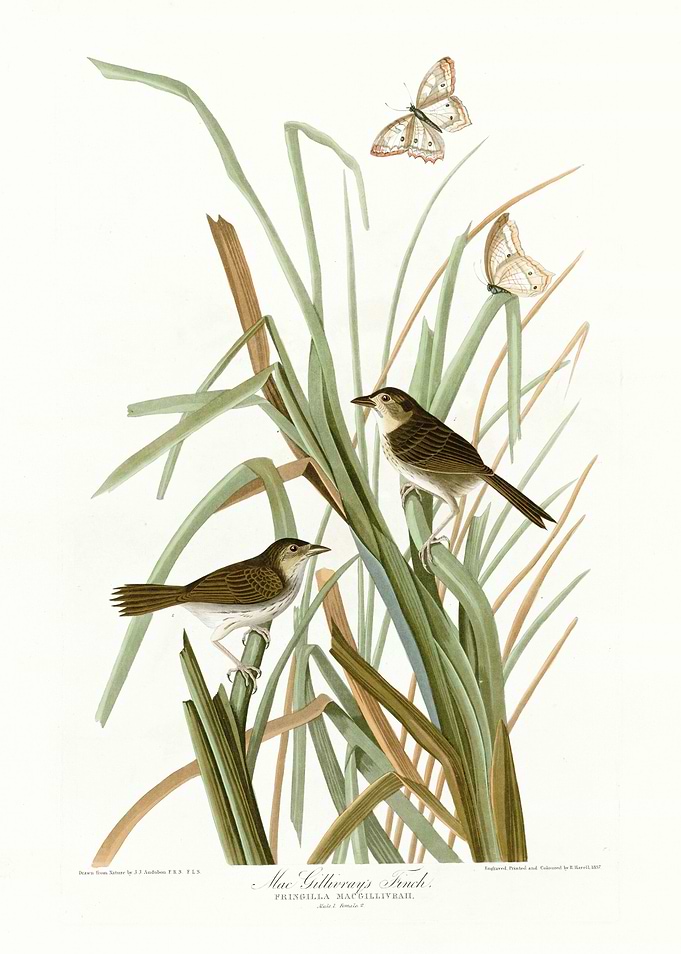 MacGillivrays Finch