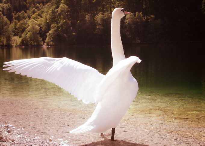 Majestic Swan 2