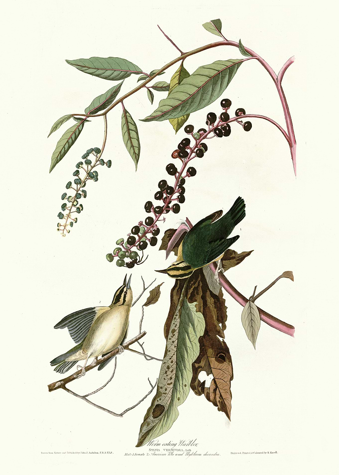 Worm eating Warbler
