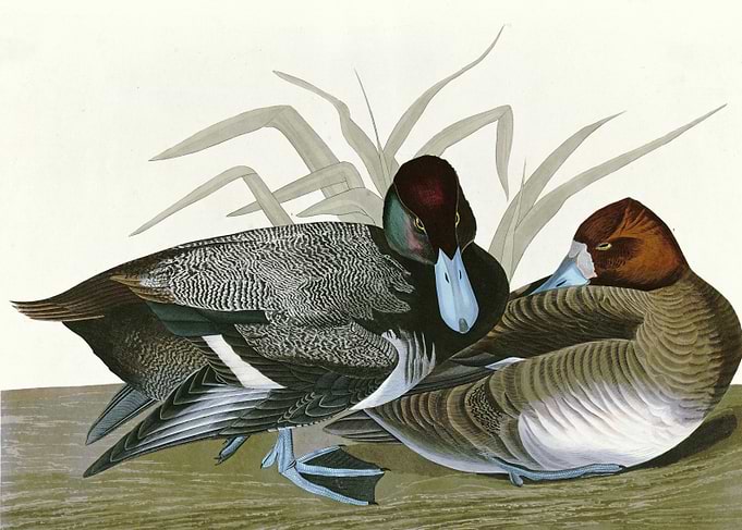 Scaup Duck