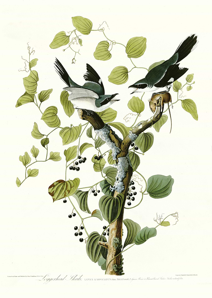 Loggerhead Shrike