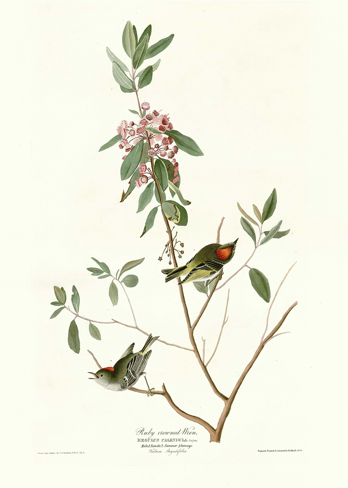 Ruby crowned Wren