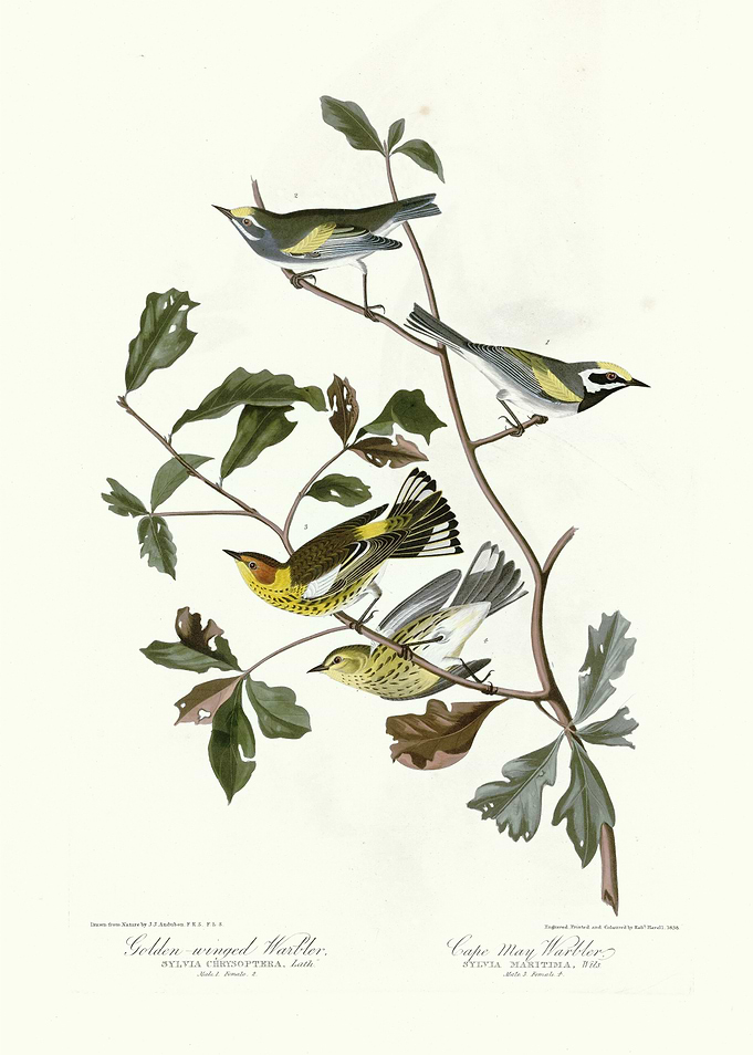 I Golden winged Warbler