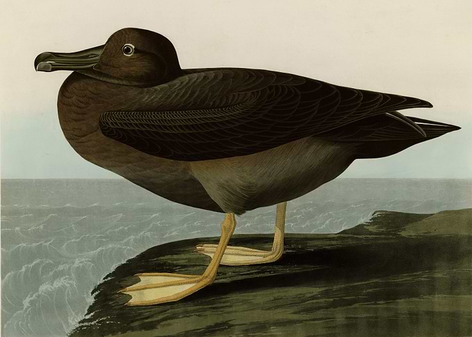 Dusky Albatros
