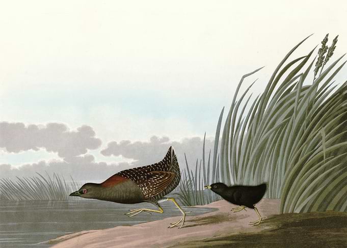Least Water hen