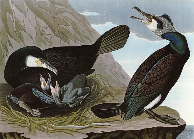 Common Cormorant