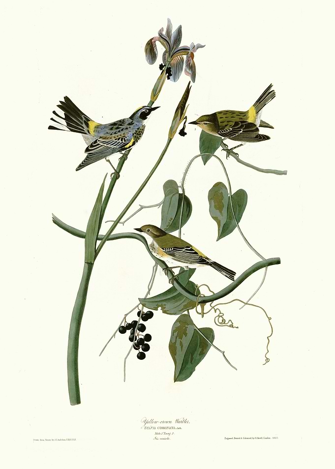 Yellow crown Warbler