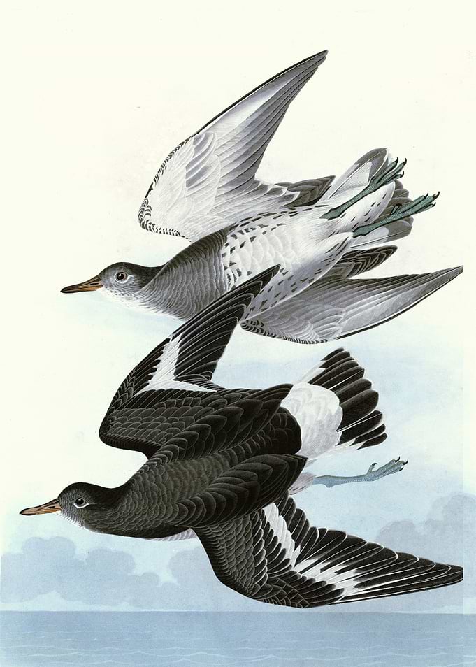 Townsends Sandpiper